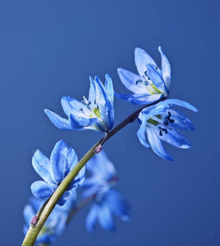 Photograph by Надежда Кангина