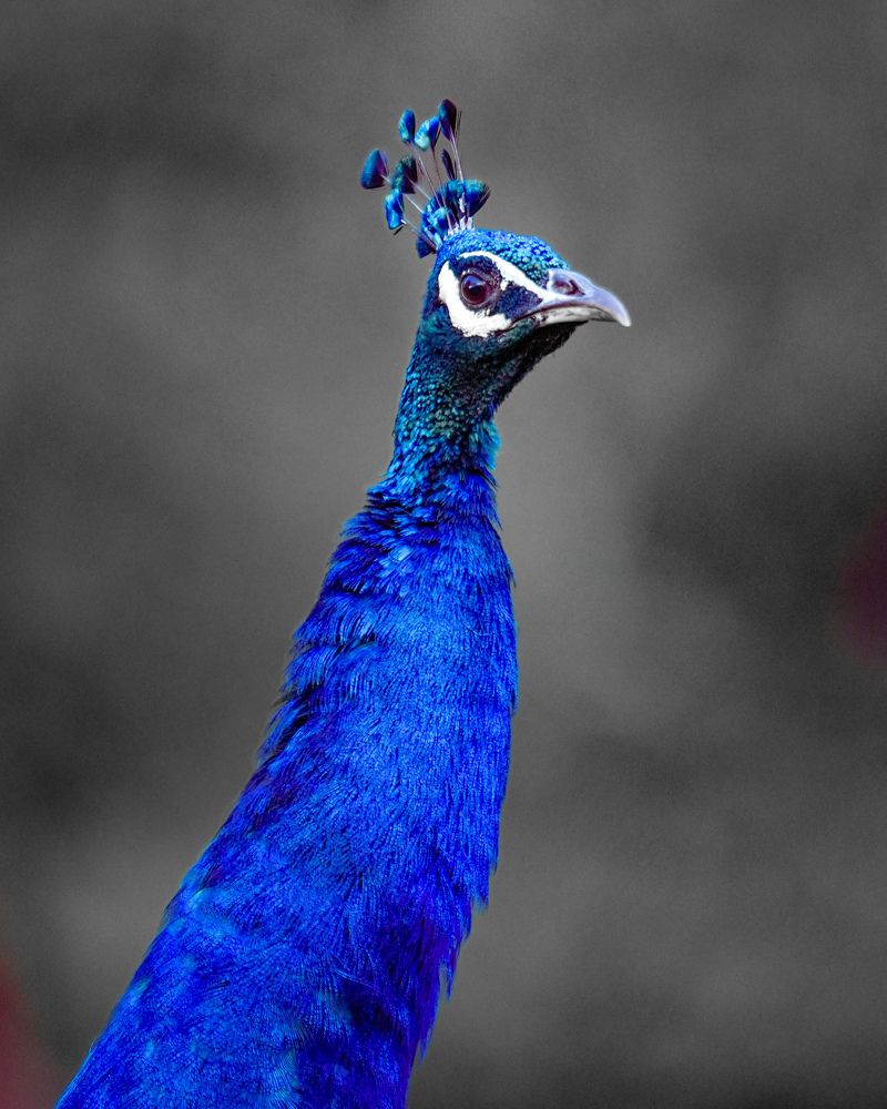 Photograph by SARAVANA MANICKAM