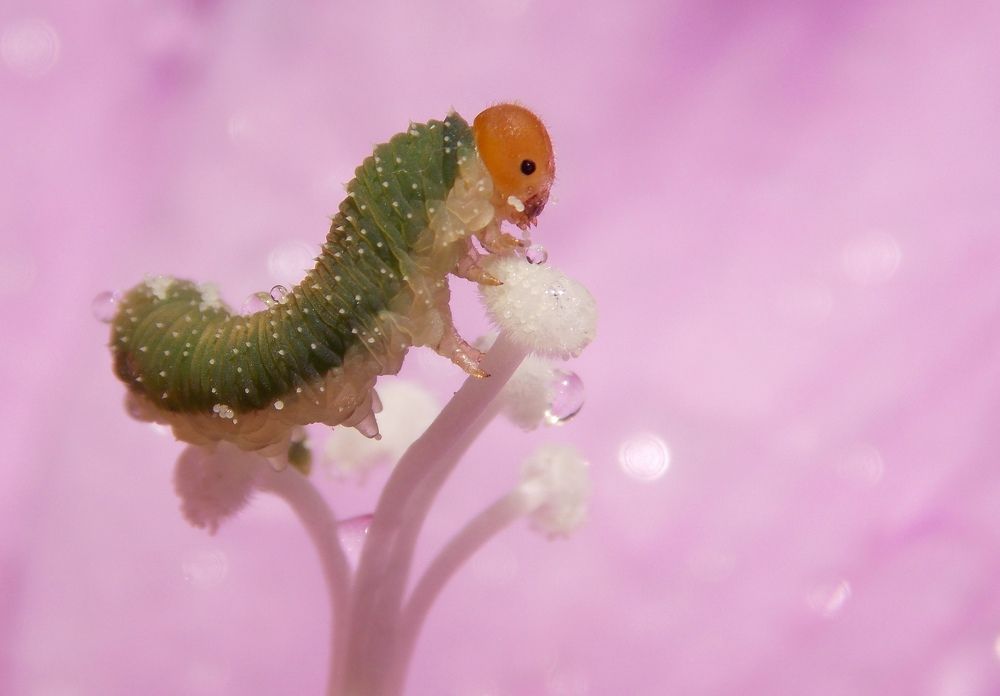 Photograph by Olja Simovic