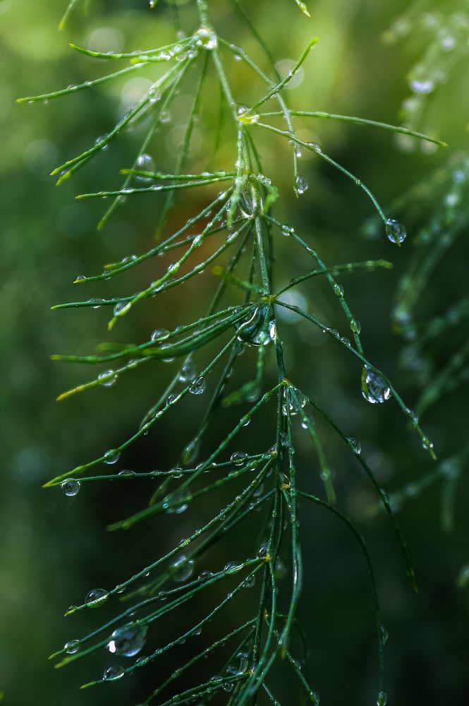 Photograph by Елена Напольских