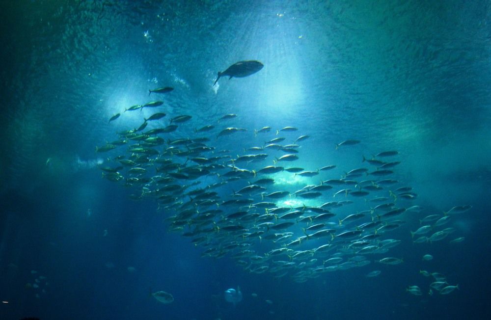 Photograph by Olja Simovic