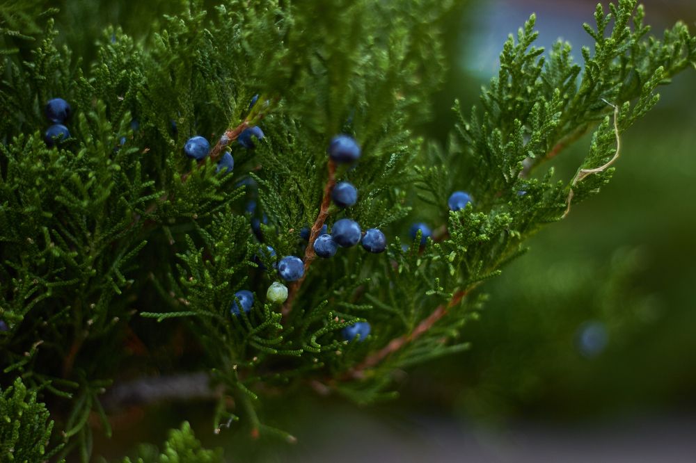 Photograph by Наталья Шевелева