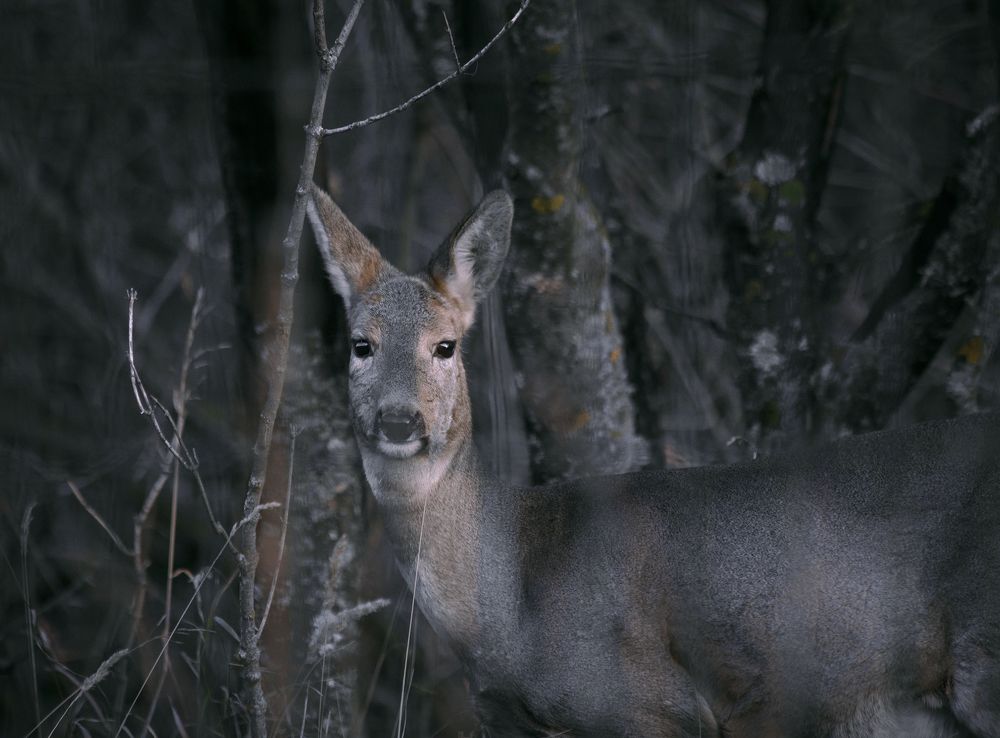 Черные глаза...