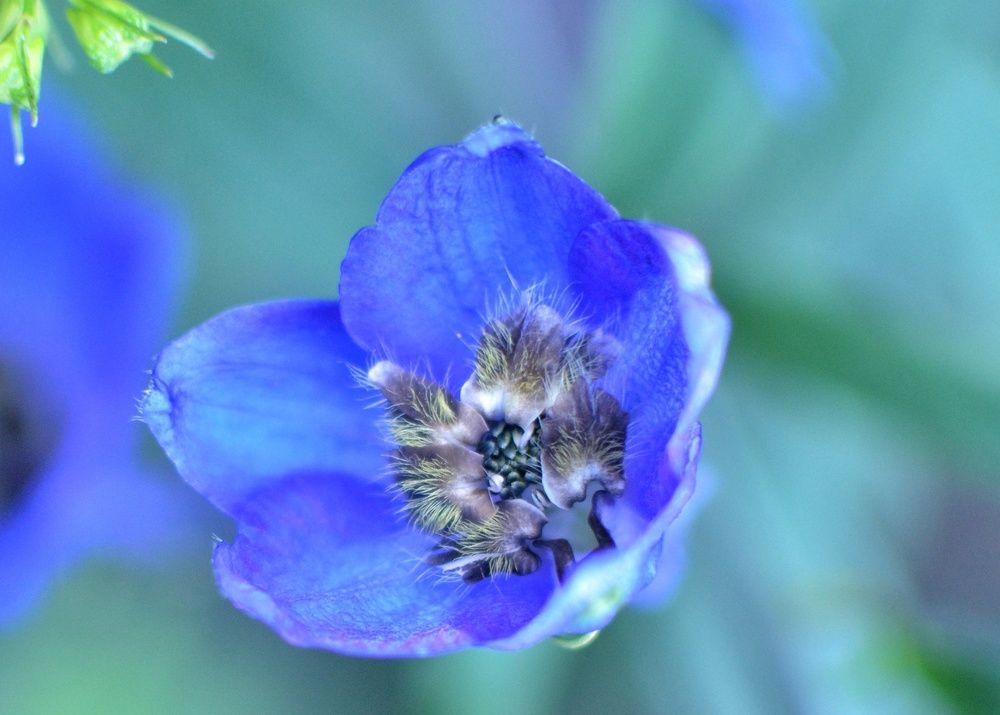 Фотография автора Ольга Беликова