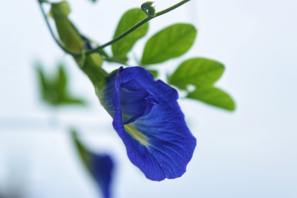 Фотография автора Sheuli Akther