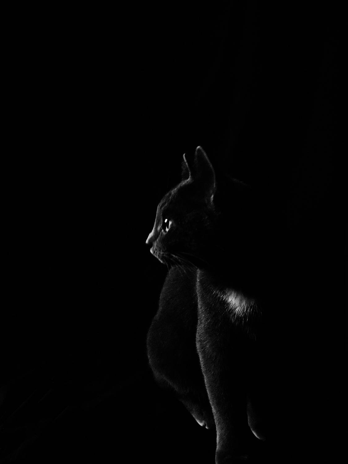 Photo #11319975