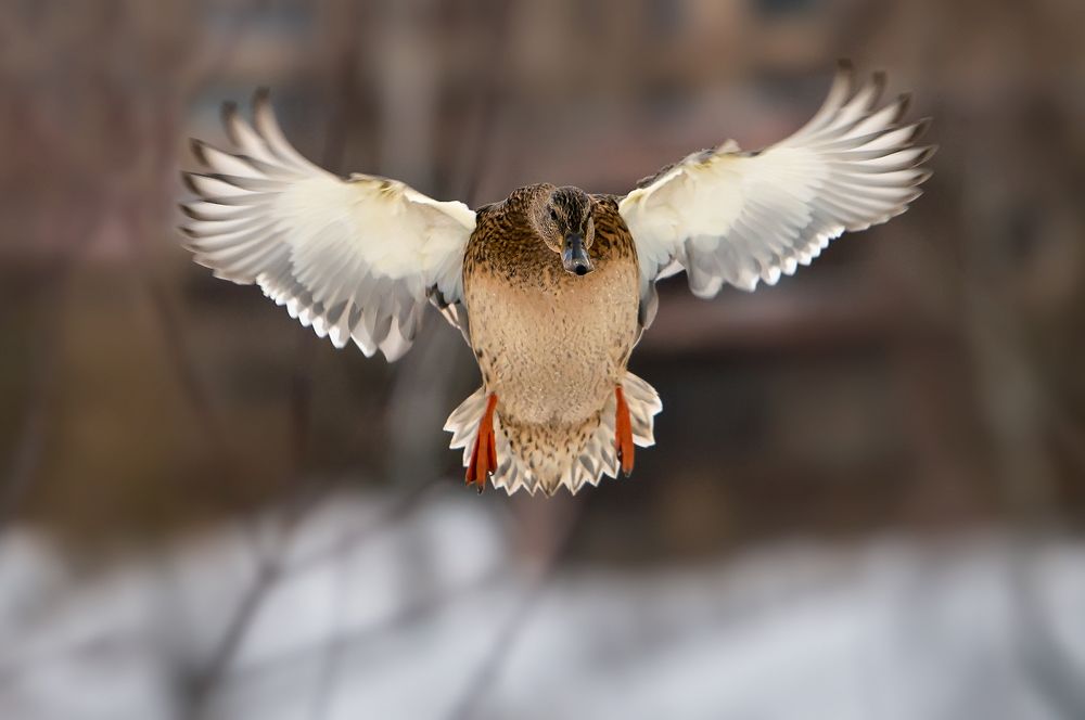 Photograph by Олег Пученков