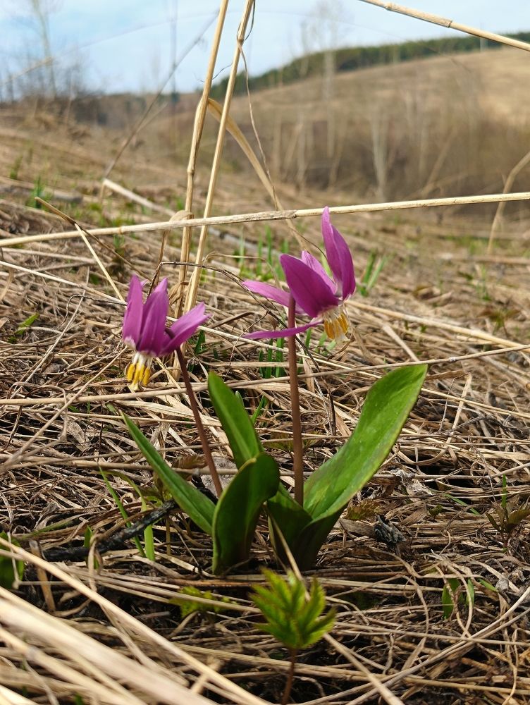 Photograph by Любовь Старовойтова
