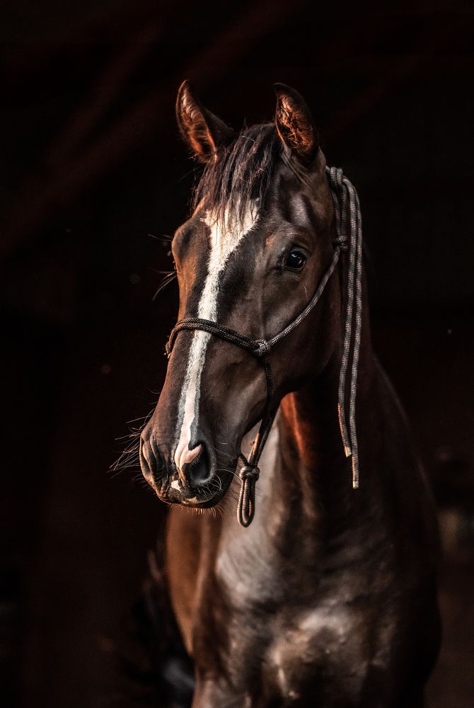 Фотография автора Ирина Пиманова