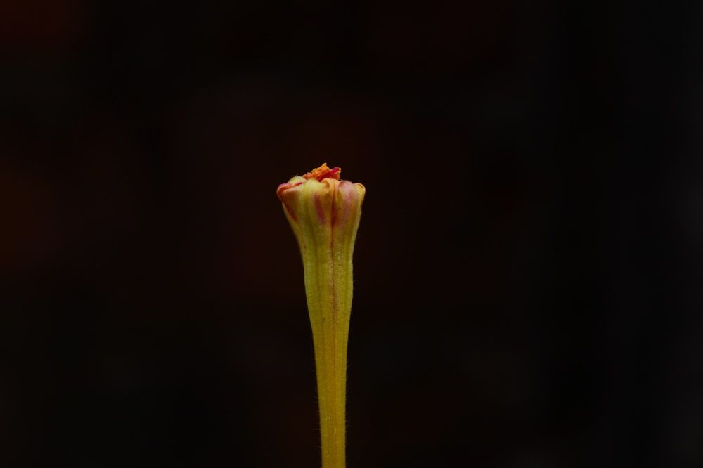 Фотография автора Sheuli Akther