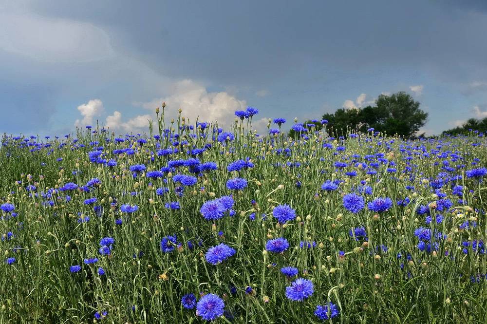 Фотография автора ВЛАДИМИР Тертышник