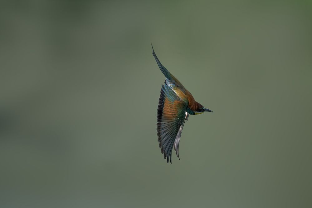 Photograph by Bozidar