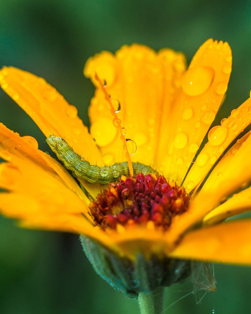 Photograph by Людмила Прибылова