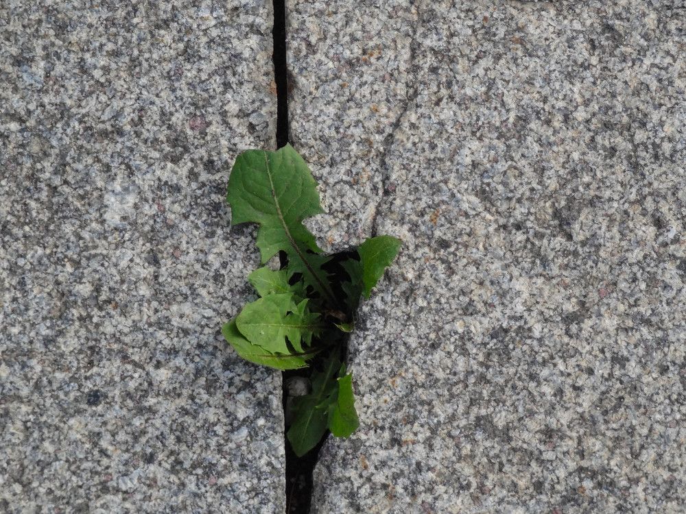 Фотография автора Ирина Дашевская