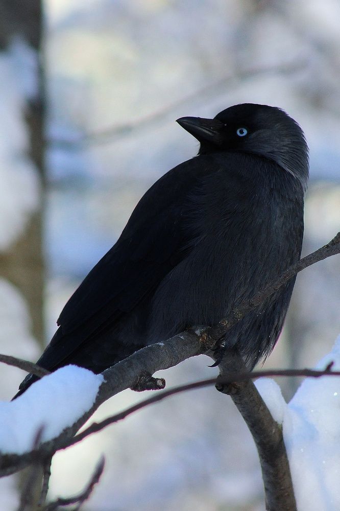 Фотография автора Тамара Караваева