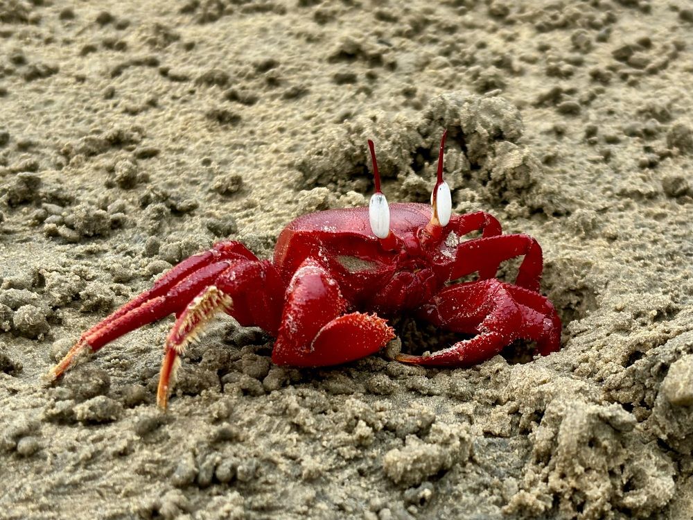 Red Crab