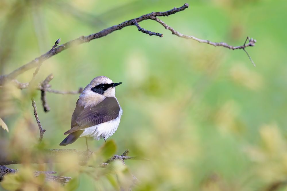 Photograph by RAWEZH AHMED