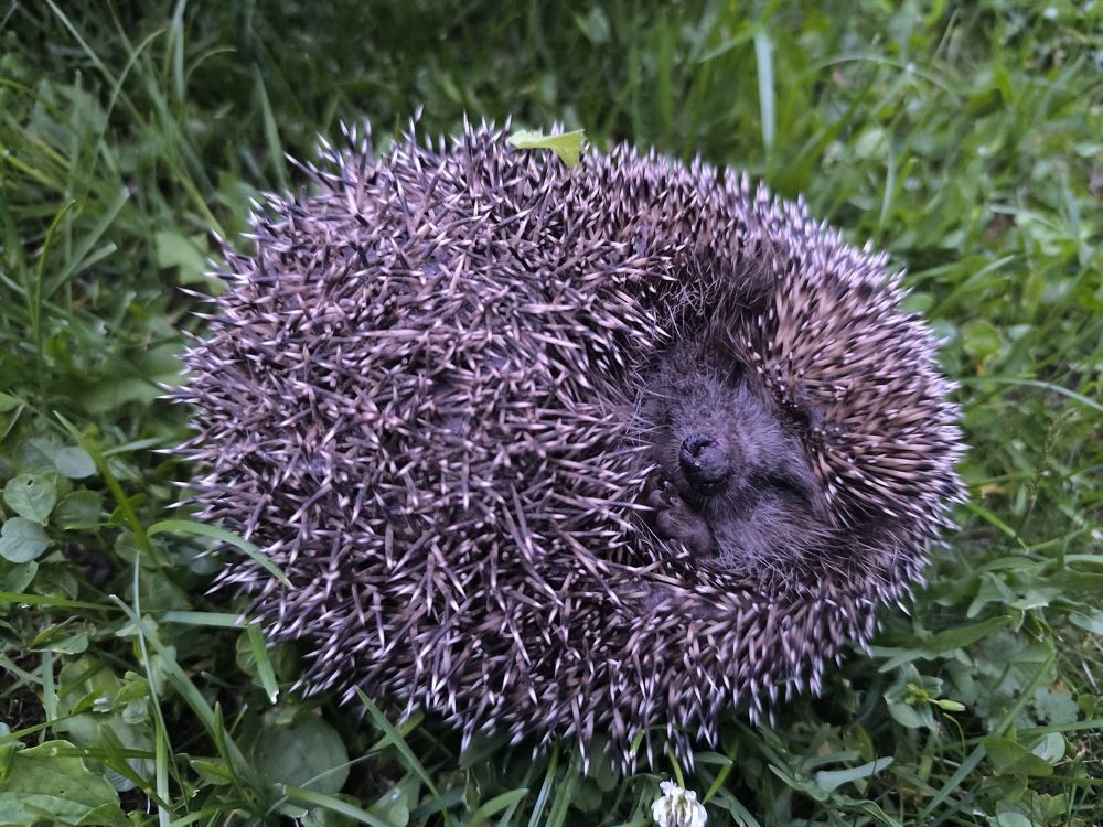 Photo #11320642