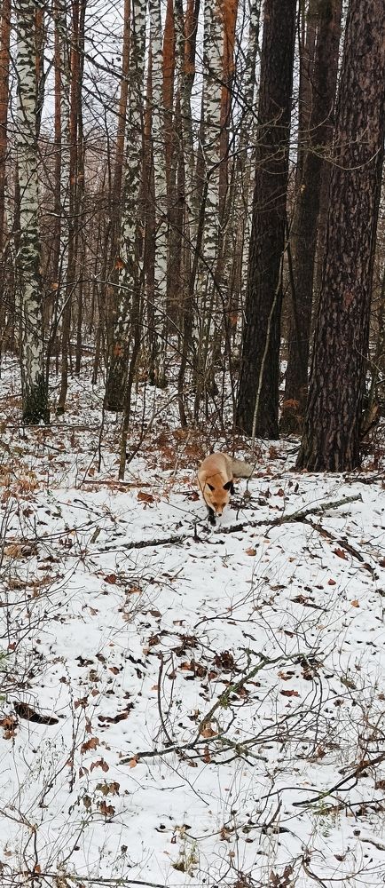 Photograph by Татьяна Пятернёва