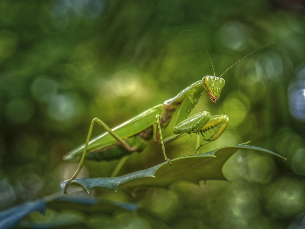 В ожидании жертвы.