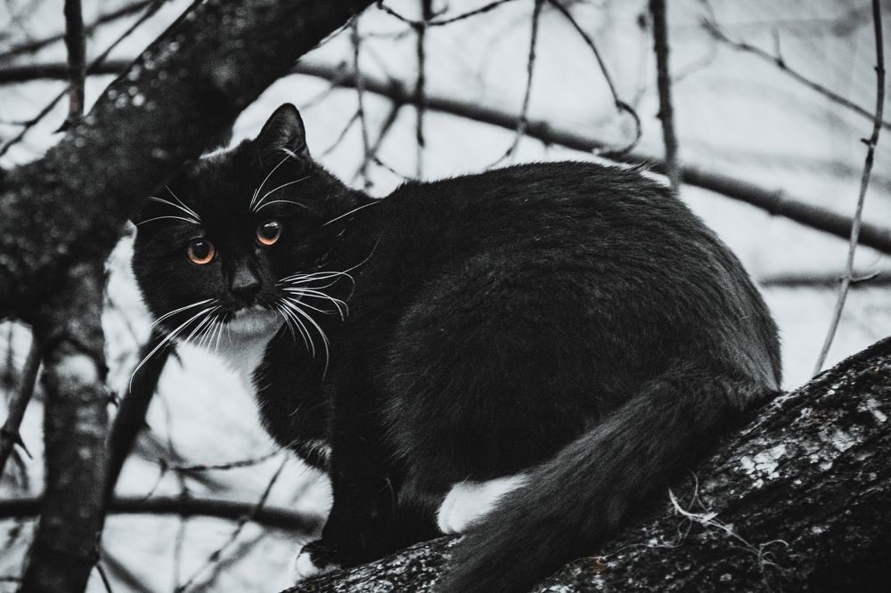 Photograph by Савелий Канцедал