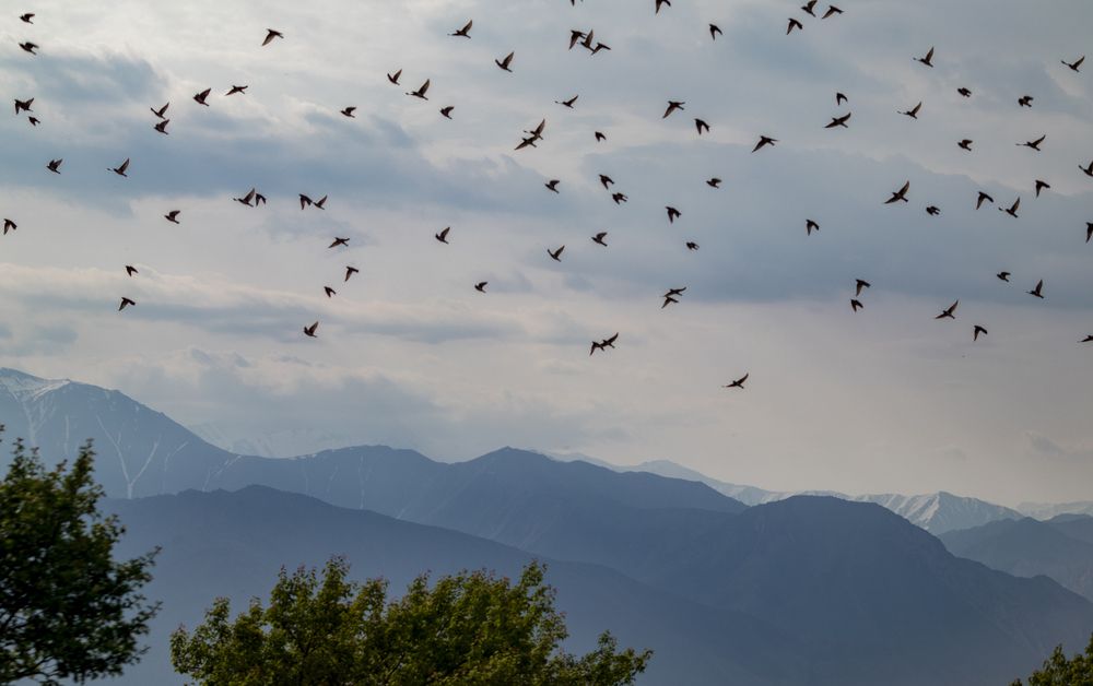 Фотография автора Van Gross