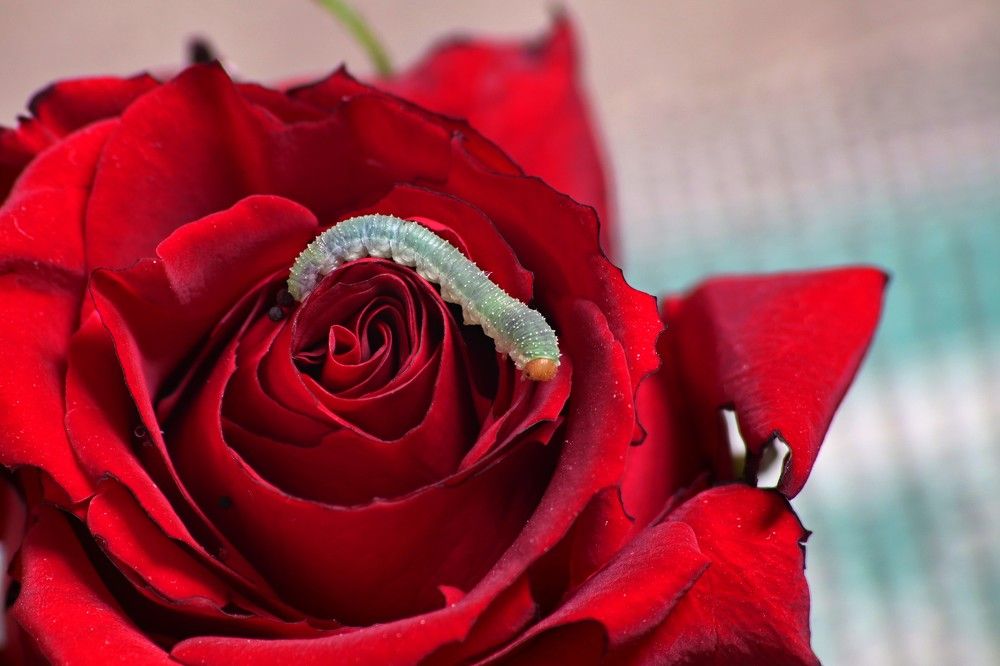 Фотография автора Van Gross