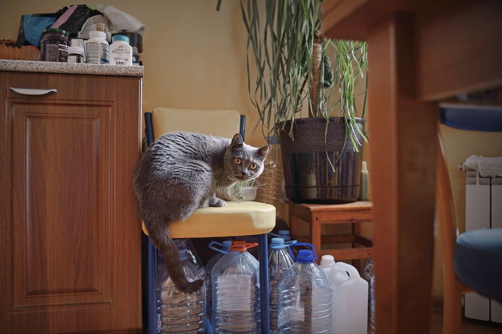 Фотография автора Анатолий Дауров