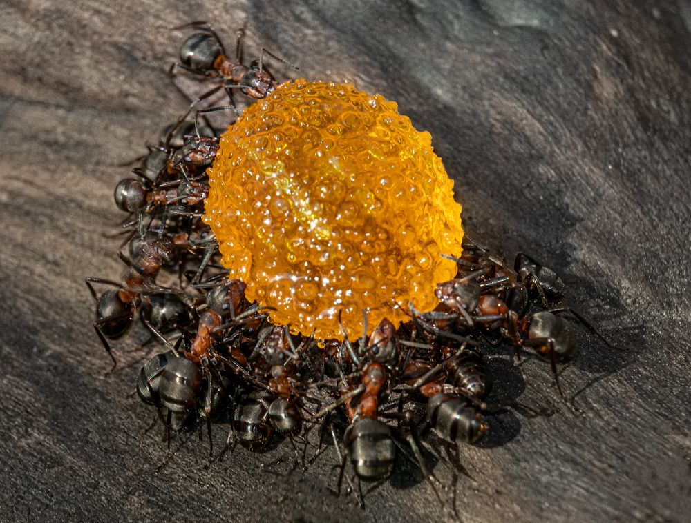 Photograph by Галина Суровицкая