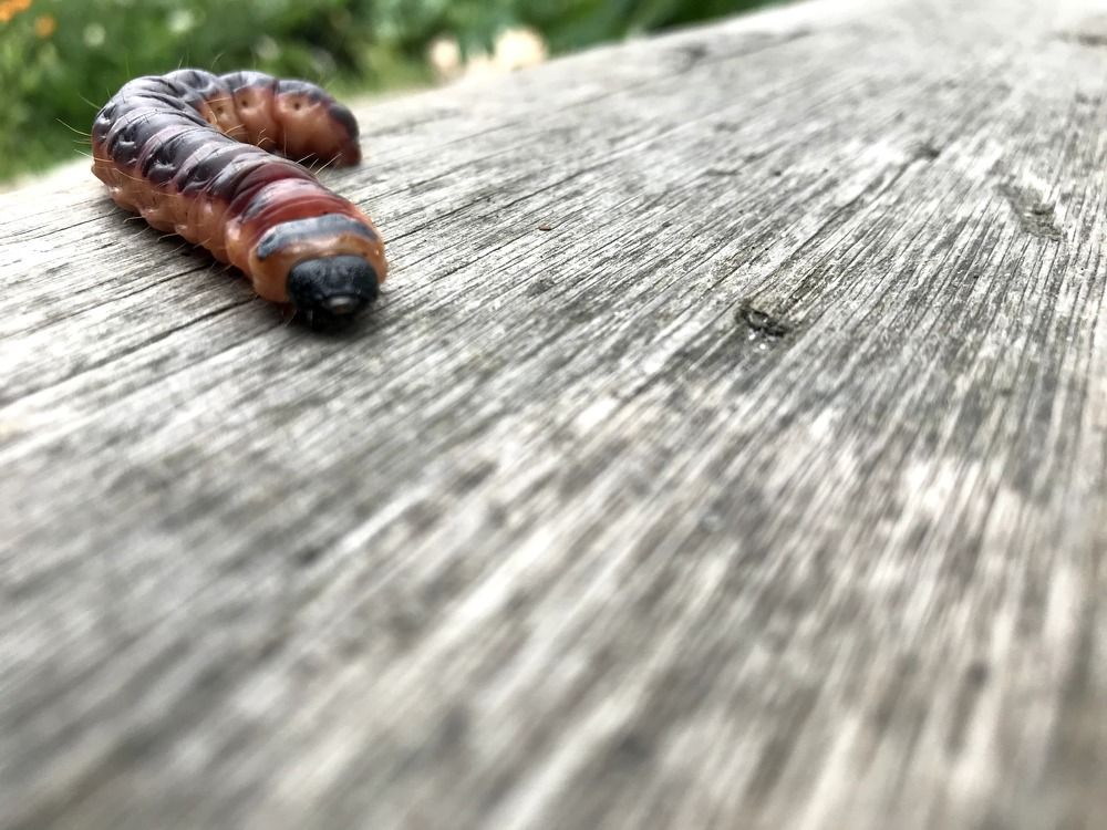 Photograph by Виктор Бута