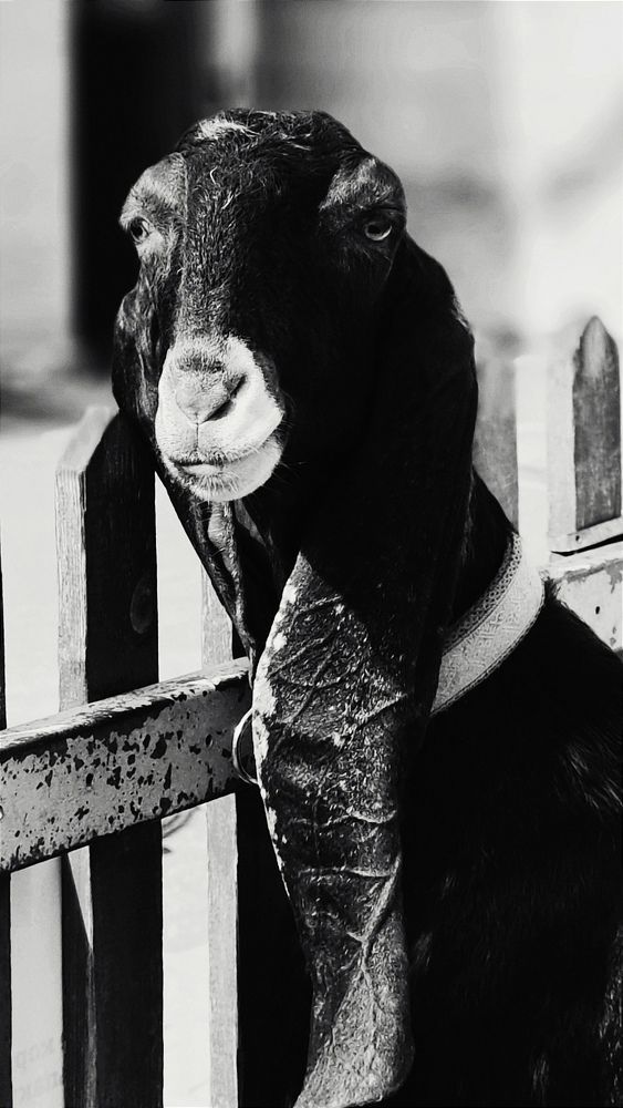 Photo #11321141