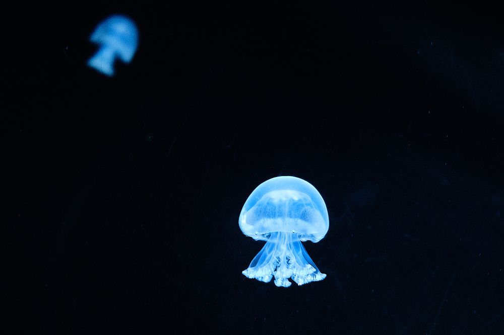 Фотография автора Александр Высоцкий