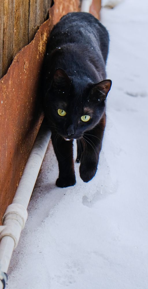 Фотография автора Александр Высоцкий