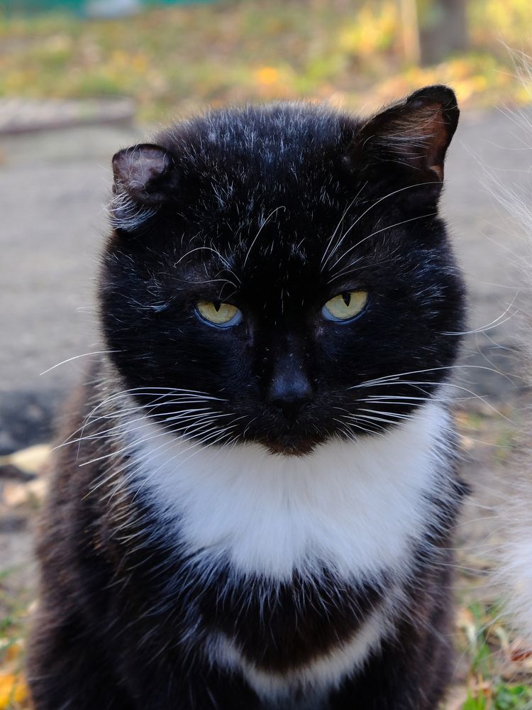 Фотография автора Александр Высоцкий