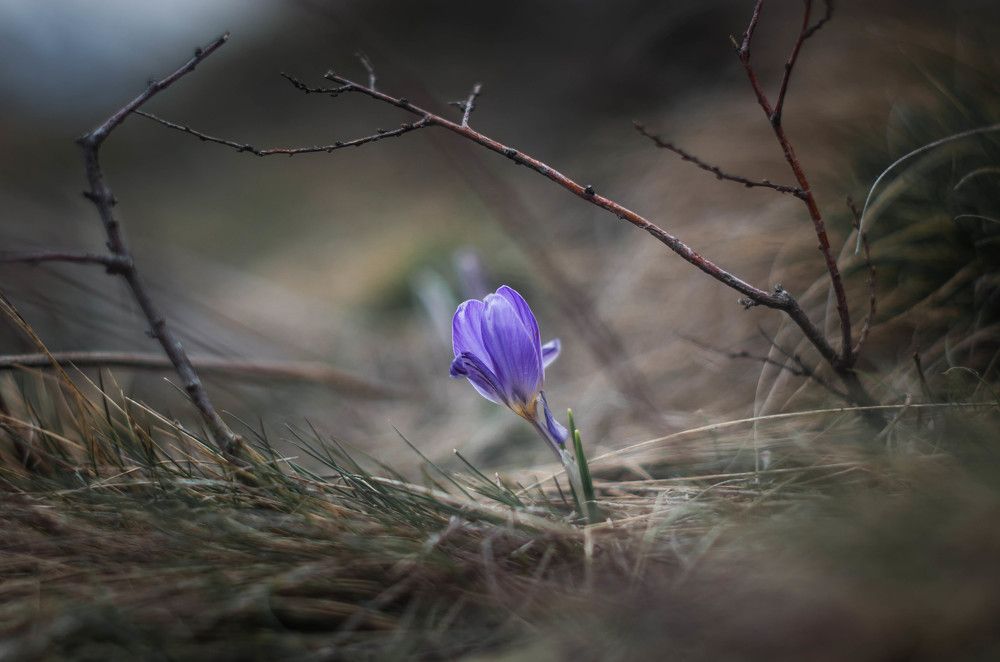 Photograph by Элен Пройс