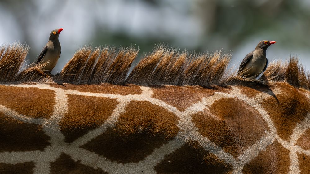 Photograph by Prasad Hamine