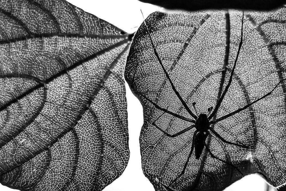 Photograph by Praveen