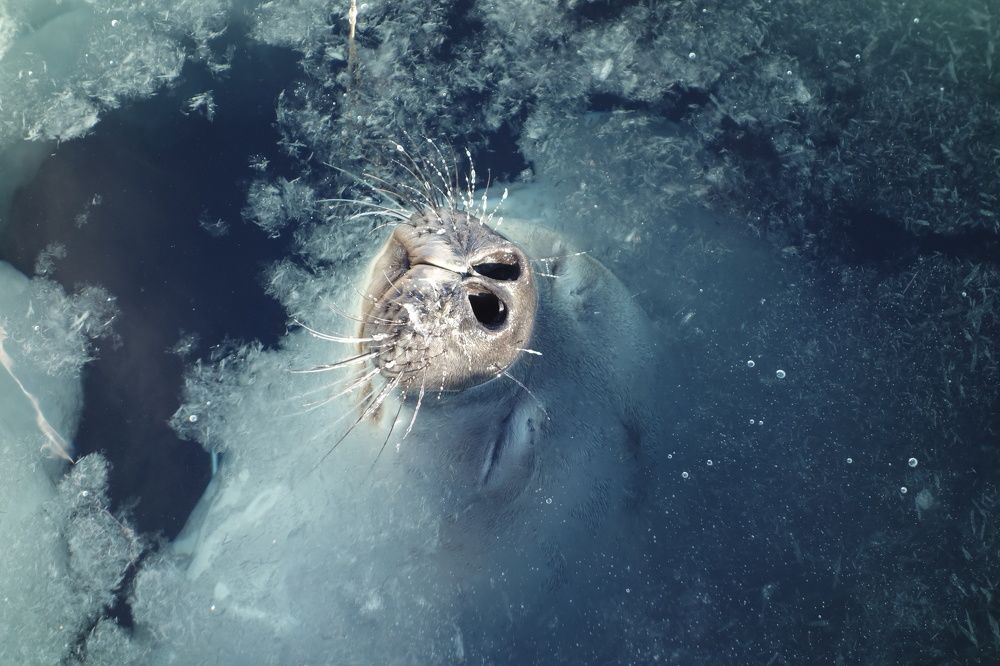 Photograph by MAKSIM MARKOV