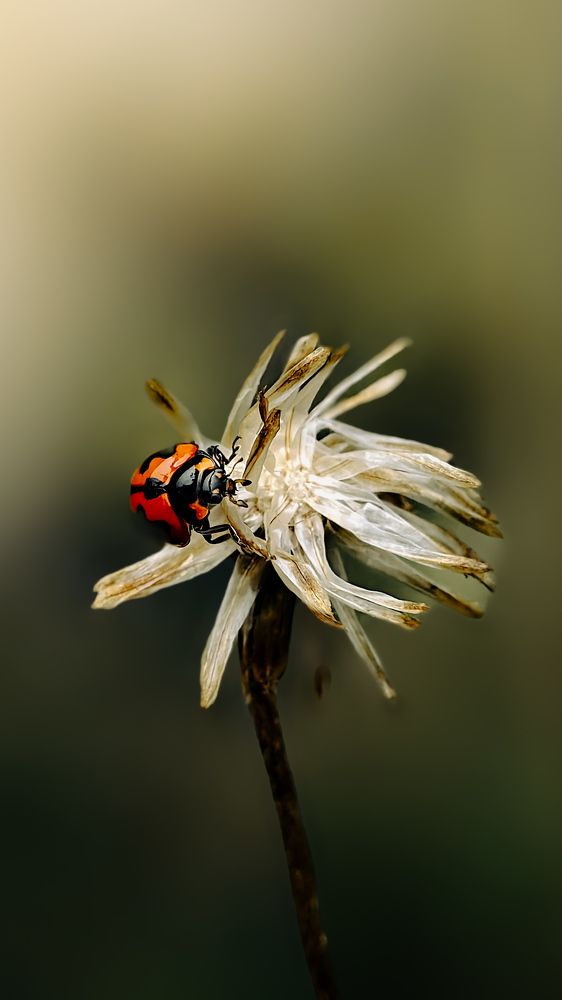 Фотография автора VAISAKH S