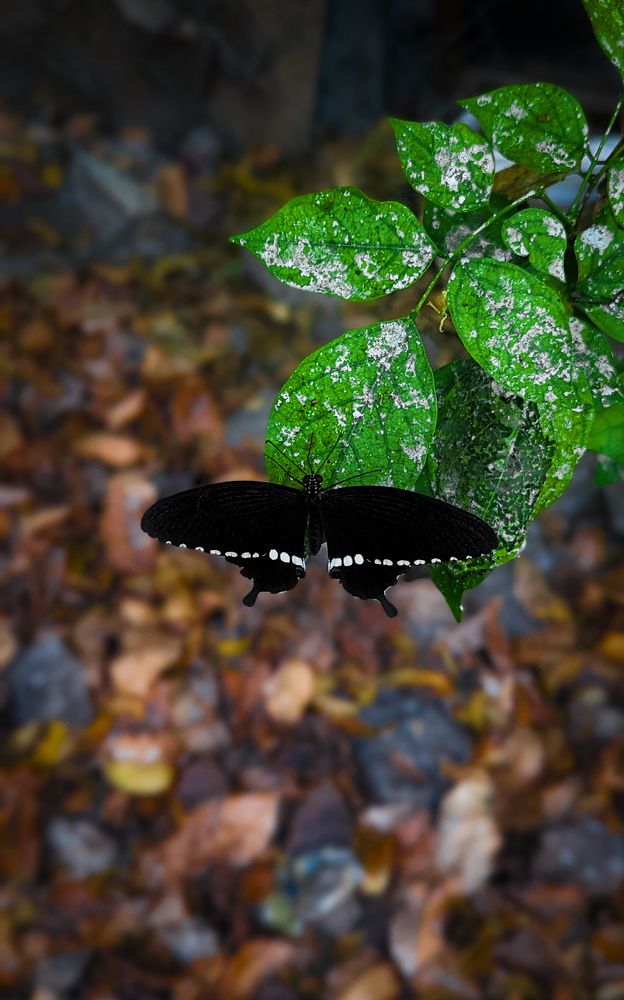 Photograph by SARAVANA MANICKAM