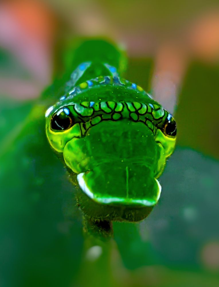 Photograph by SARAVANA MANICKAM