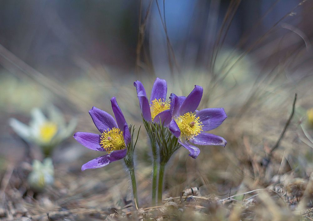 Photograph by Koledova Irina