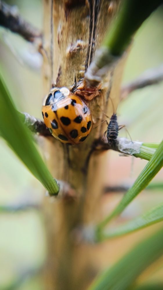 Photograph by Татьяна Пятернёва