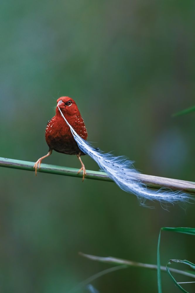 Red Munia with Feather Nest Material