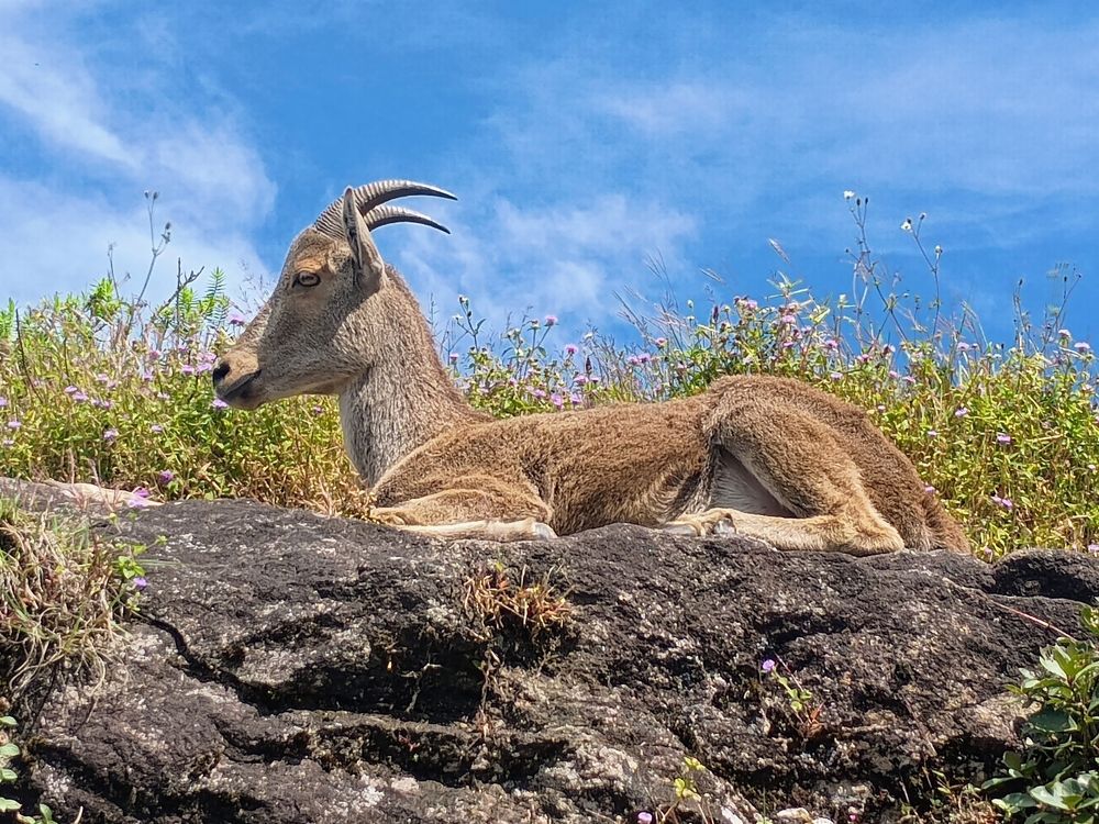 VARAYADU (Neelagiri tahr)