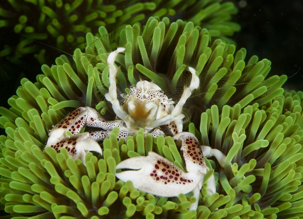 Фотография автора Андрей Крапивной