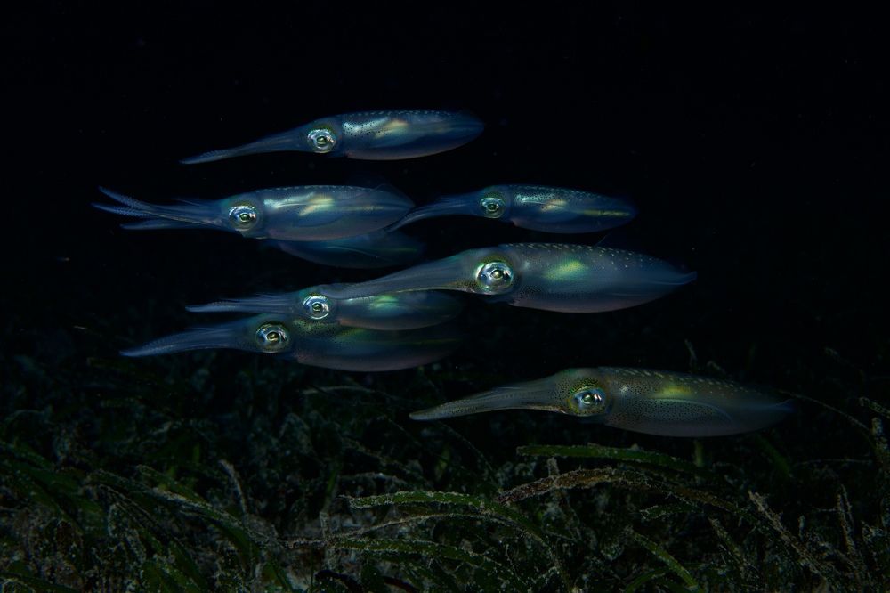 Фотография автора Андрей Крапивной