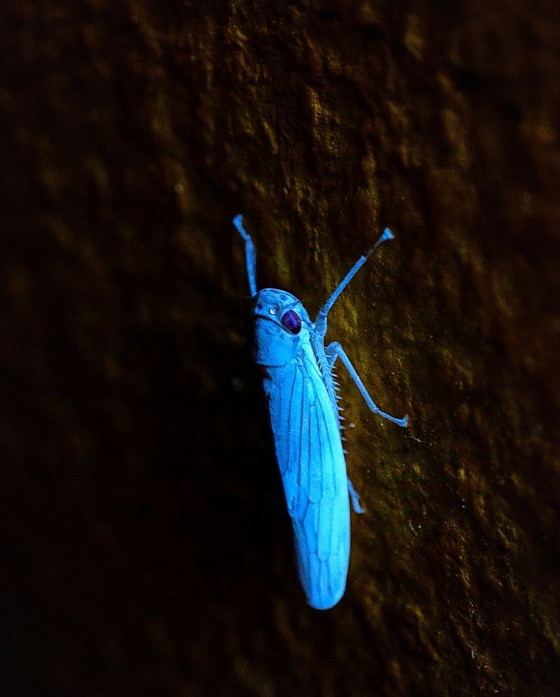 Фотография автора Debdutt Saha