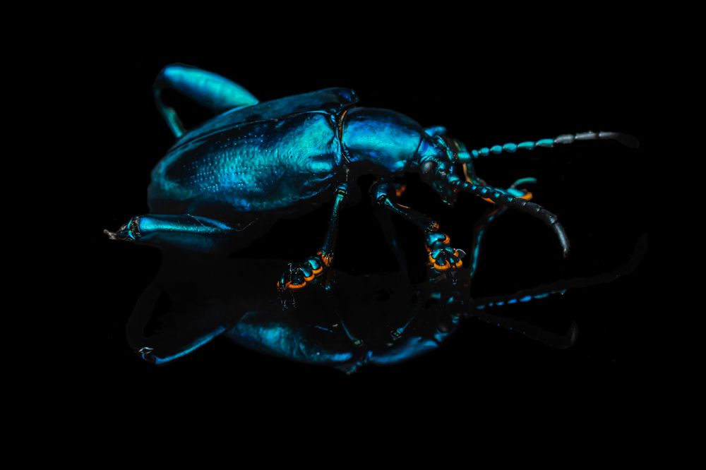 Фотография автора ChonTin NeCoTi