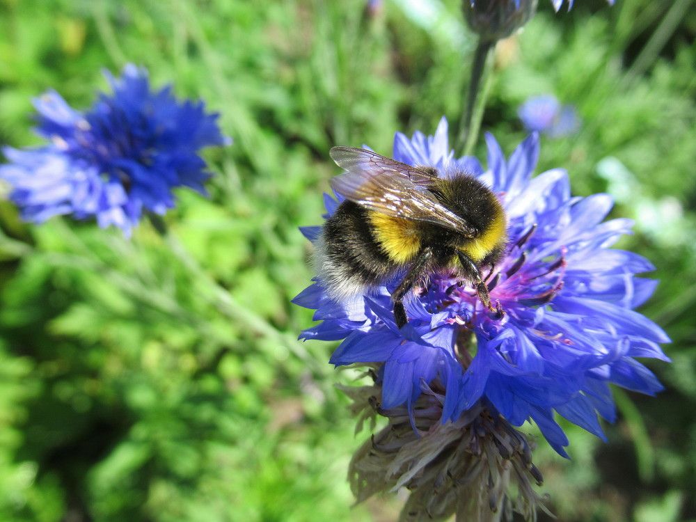 Василёк и шмель